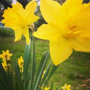 daffodil - artistic inspiration